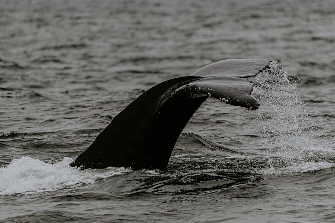 On-chain data analysis: what whale wallets are doing now