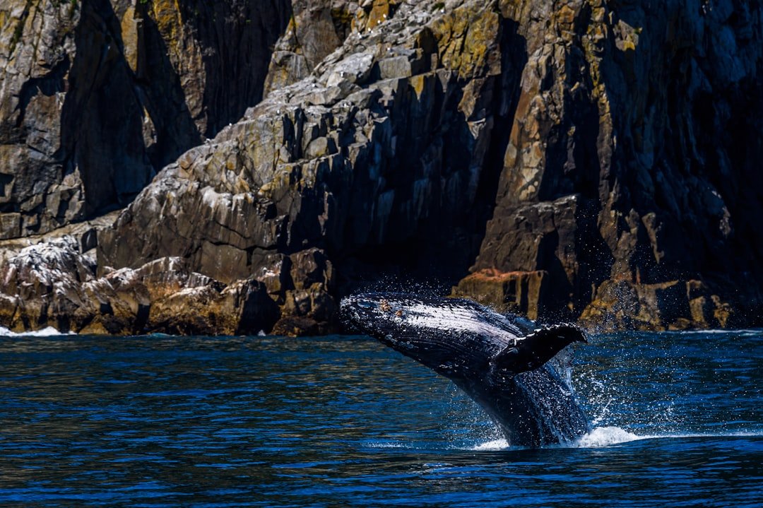 Whale Wallets: What They're Doing with $73,776 Bitcoin on May 30, 2026