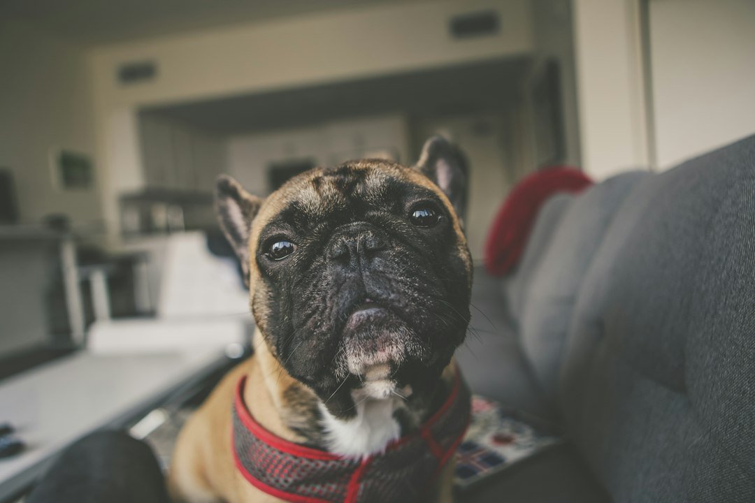 How a Pet-Sitting Business Earns $300,000 Annually: Insights for Aspiring Entrepreneurs