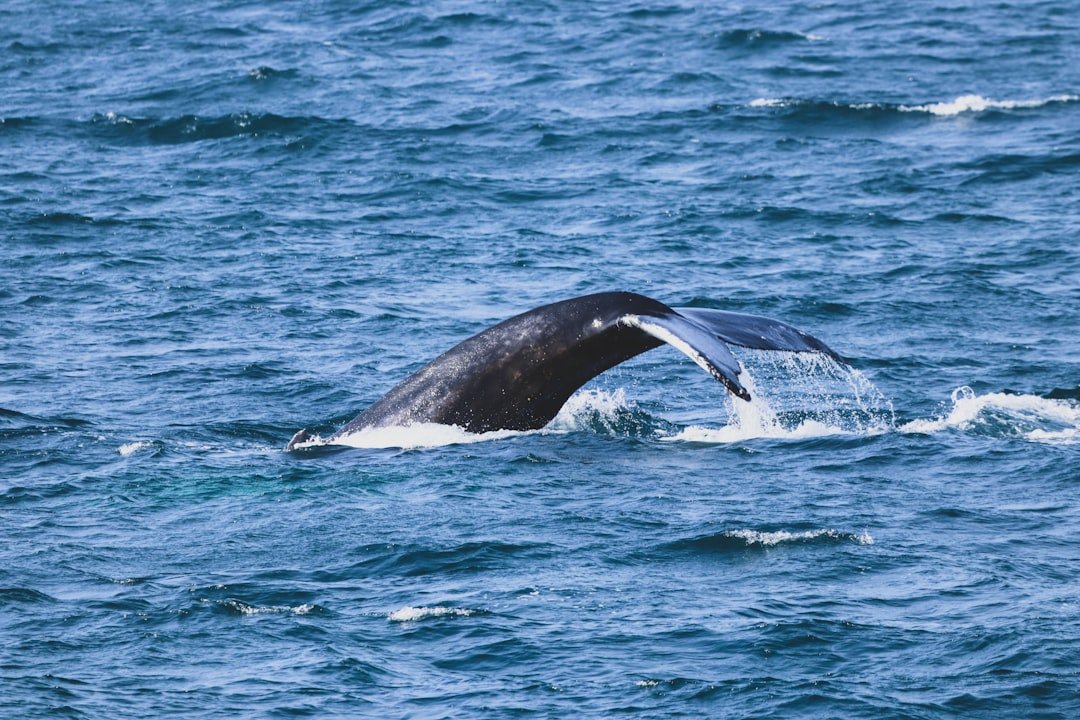 On-chain data analysis: what whale wallets are doing now