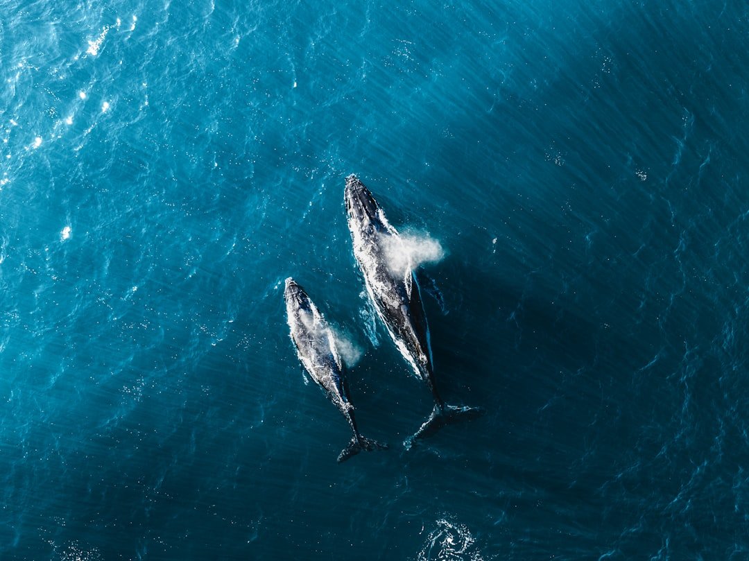 On-chain data analysis: what whale wallets are doing now