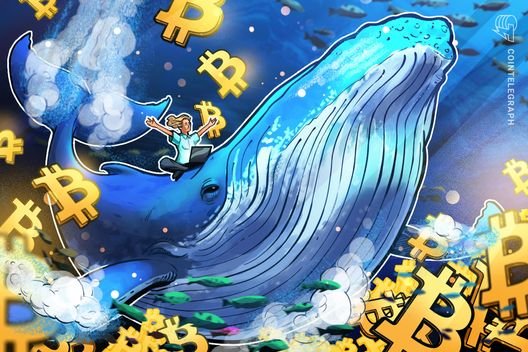 Bitcoin Whales Increase Holdings: Is $80,000 Next for BTC?